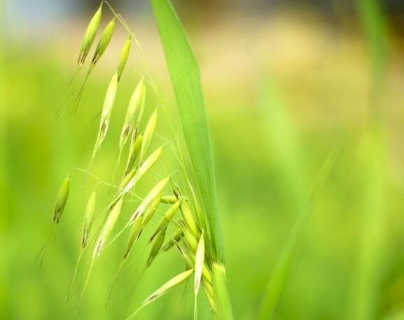 野燕麦