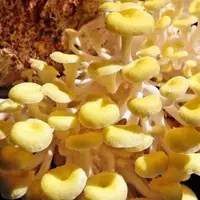 珊瑚菇