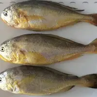 梅童鱼