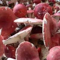 血红菇
