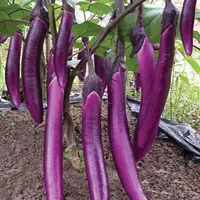 紫皮茄子