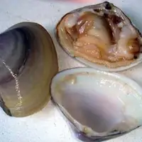 海蚌