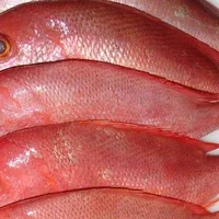 红绸鱼