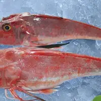 红娘鱼