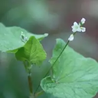 野荞