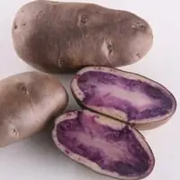 紫马铃薯
