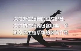 女性外生殖器的组成部分，女性内生殖器包含哪些，邻近女性生殖系统的器官介绍