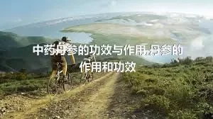 中药丹参的功效与作用,丹参的作用和功效