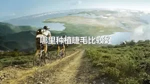 哪里种植睫毛比较好