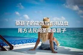 桑葚子的功效与作用及食用方法民间圣果桑葚子