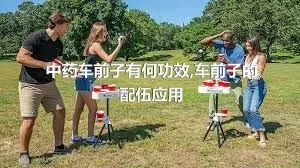 中药车前子有何功效,车前子的配伍应用