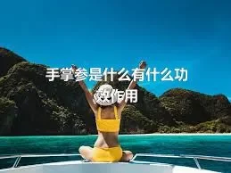 手掌参是什么有什么功效作用