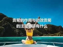 贡菊的作用与功效贡菊的注意事项有什么