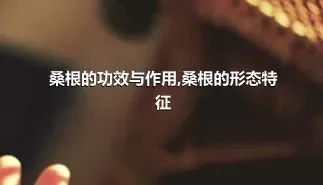 桑根的功效与作用,桑根的形态特征