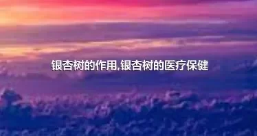 银杏树的作用,银杏树的医疗保健