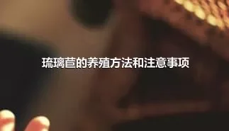 琉璃苣的养殖方法和注意事项