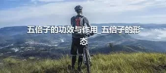 五倍子的功效与作用_五倍子的形态