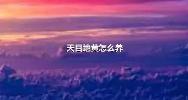 天目地黄怎么养