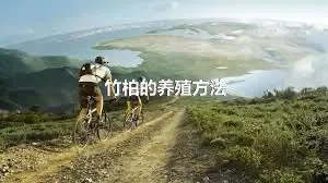 竹柏的养殖方法