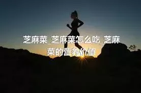 芝麻菜_芝麻菜怎么吃