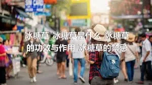 冰糖草_冰糖草是什么