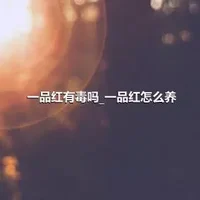 一品红有毒吗_一品红怎么养