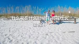 什么花在什么时候开_荷花什么时候开