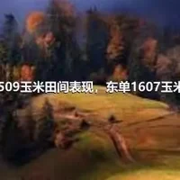 东单509玉米田间表现，东单1607玉米特征