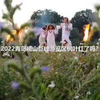2022青岛崂山巨峰游览区枫叶红了吗？