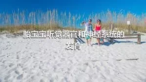 胎宝宝听觉器官和神经系统的发育