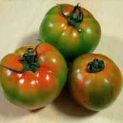 黑柿蕃茄