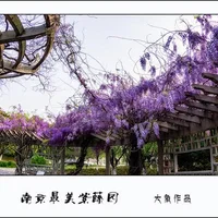 紫藤园玉液