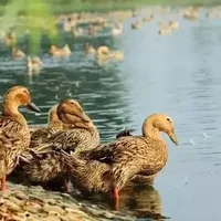 建水黄褐鸭