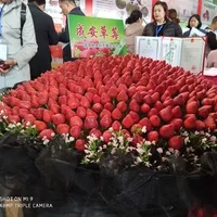 成安草莓