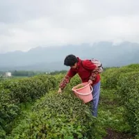 修水相料茶