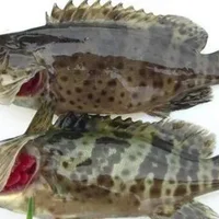 香港石斑鱼