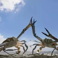 梁子湖螃蟹