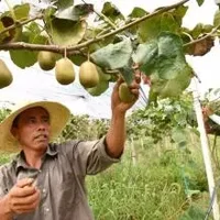 炯炀滩梨