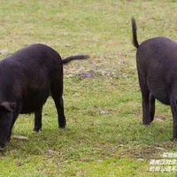 色湾藏香猪