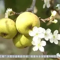 抚宁梨