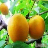 北山大扁杏