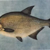 乌伦古湖鱼类