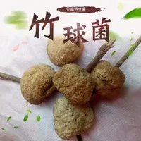 竹肉球菌