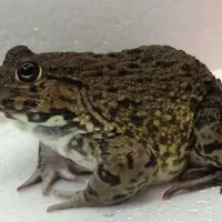 石蛙