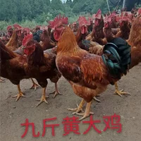 滁州九斤黄鸡