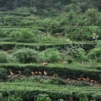 英山茶乡鸡