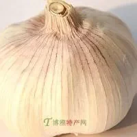 太仓白蒜