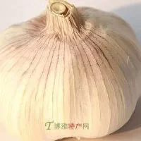 吉阳大蒜