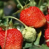 黑山谷草莓