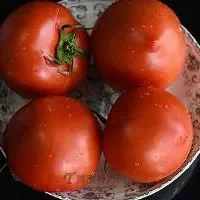 梁心番茄